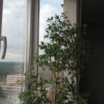 Остекление балкона в Островцах